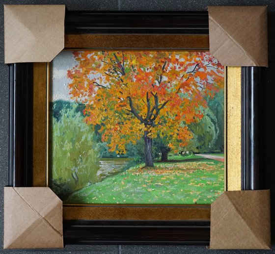 Autumn maple by the pond