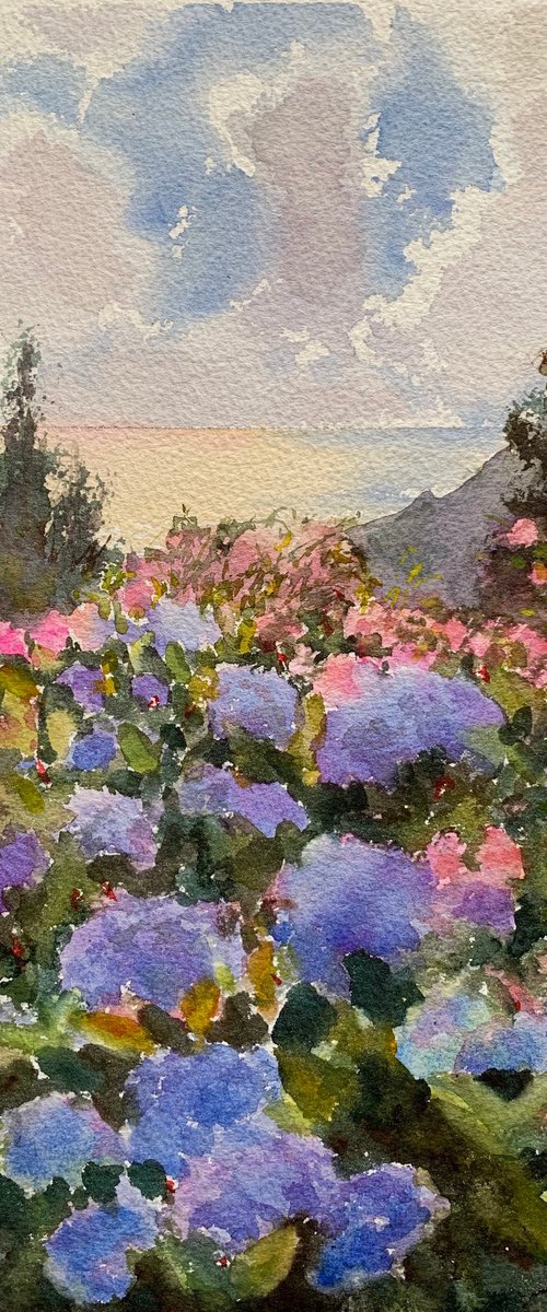 Sea of hydrangeas by Shelly Du