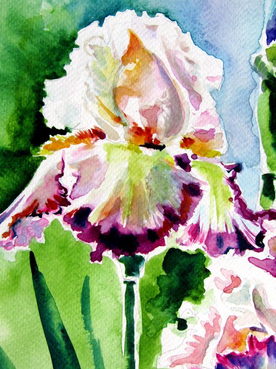 Iris from the garden