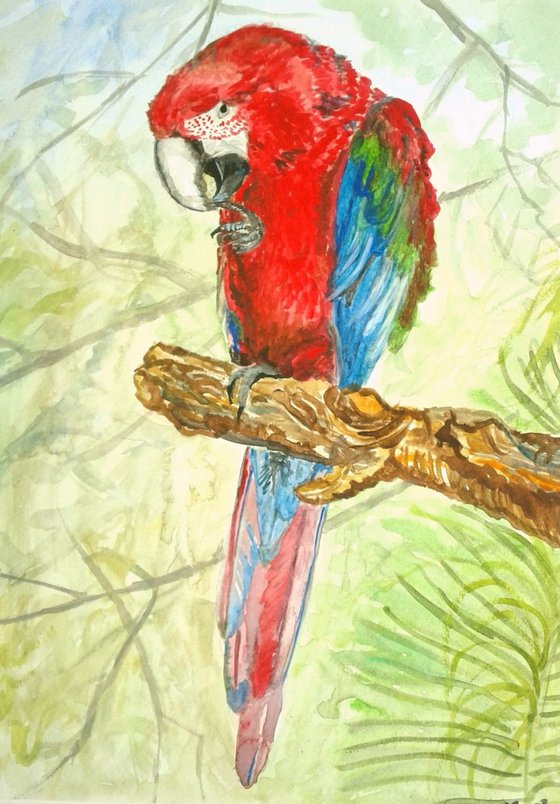 "Macaw"