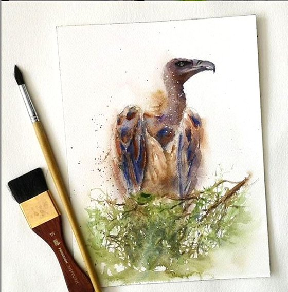 Vulture - Bird of prey