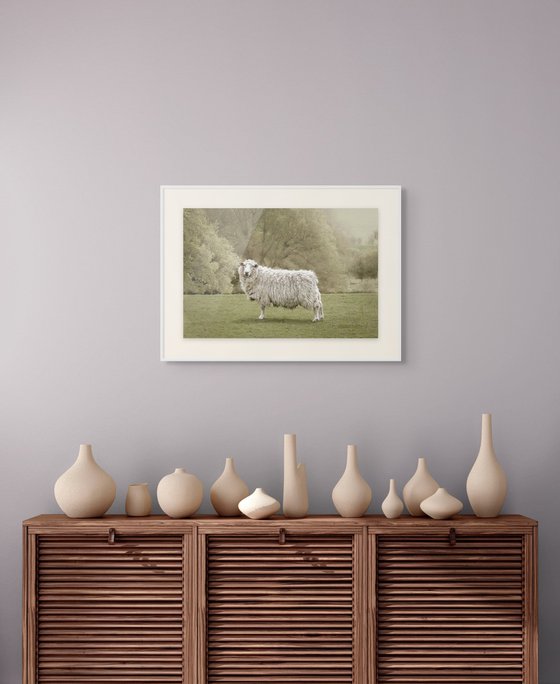 Romney Ewe