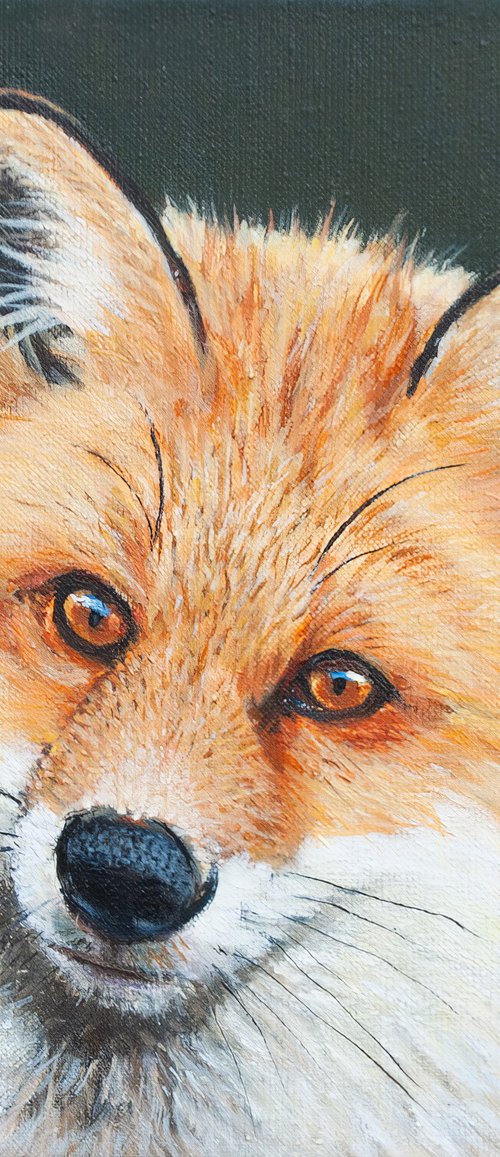 Little red fox by Norma Beatriz Zaro