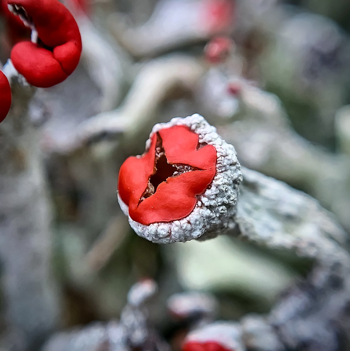 British Soldier lichen - macro photography of Cladonia lichens in the Swedish Forest. Grey... by Inna Etuvgi