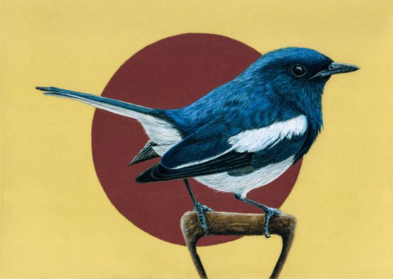 Original pastel drawing bird "Oriental magpie-robin"