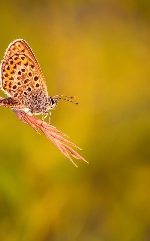 Backlit Silver Studded Blue by Paul Nash