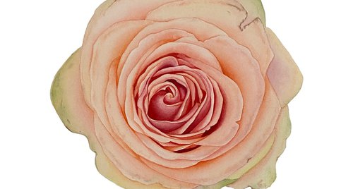 Artwork by Tina Shyfruk