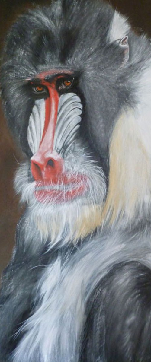 'Moody Mandrill' by Nicola Colbran