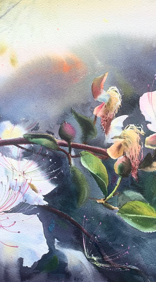 Capers by Eugenia Gorbacheva