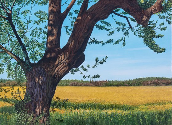 Tree And Rapefield