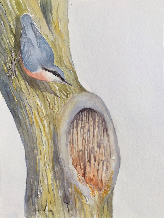 Nuthatch