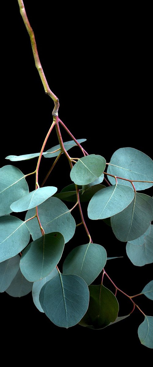 Eucalyptus Cinerea by Nadia Culph