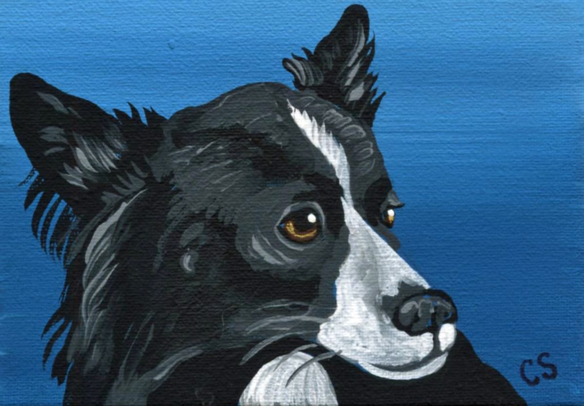 ACEO ATC Original Painting Black White Border Collie Profile Pet Dog Art-Carla Smale by carla smale