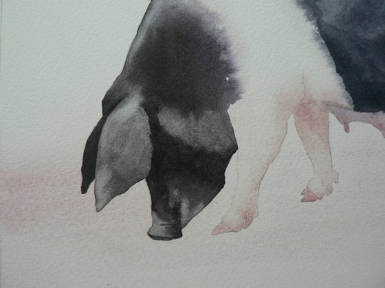 Watercolour Pig Painting - original British Saddleback Pig Painting