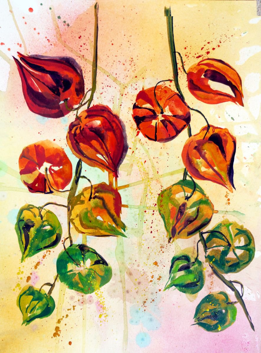 Physalis by Julia Rigby