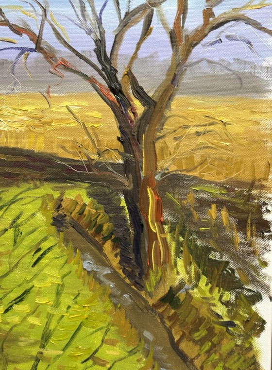 Lone Tree in a March Field