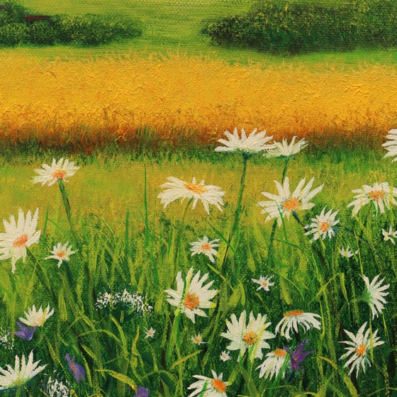 Daisy meadow landscape