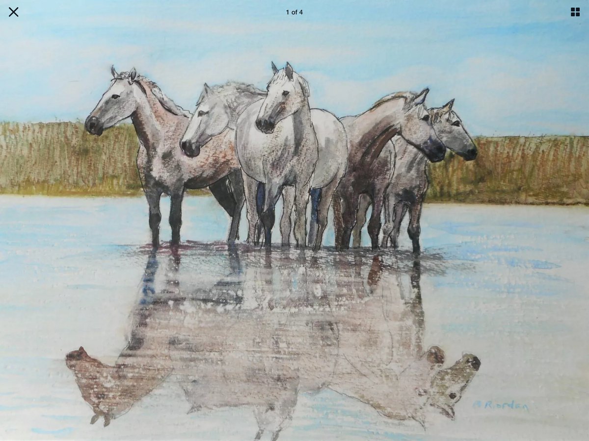Horses of the camargue by Margaret Riordan