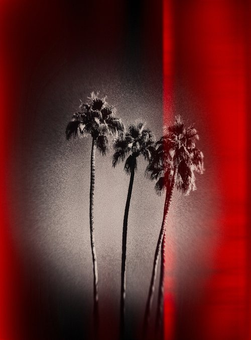 Palm Tree Skies, Palm Springs by Heike Bohnstengel