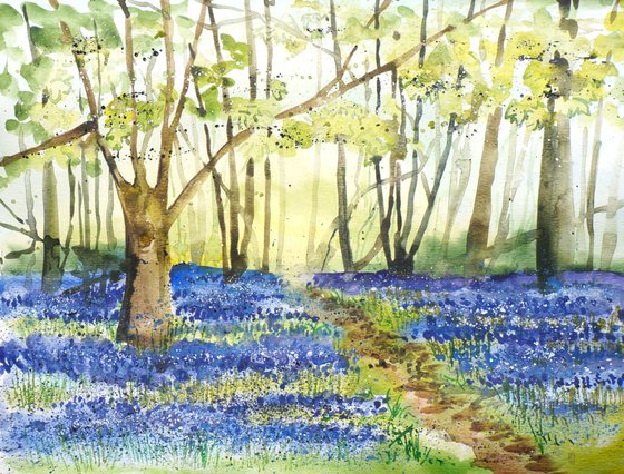 Bluebell Woods