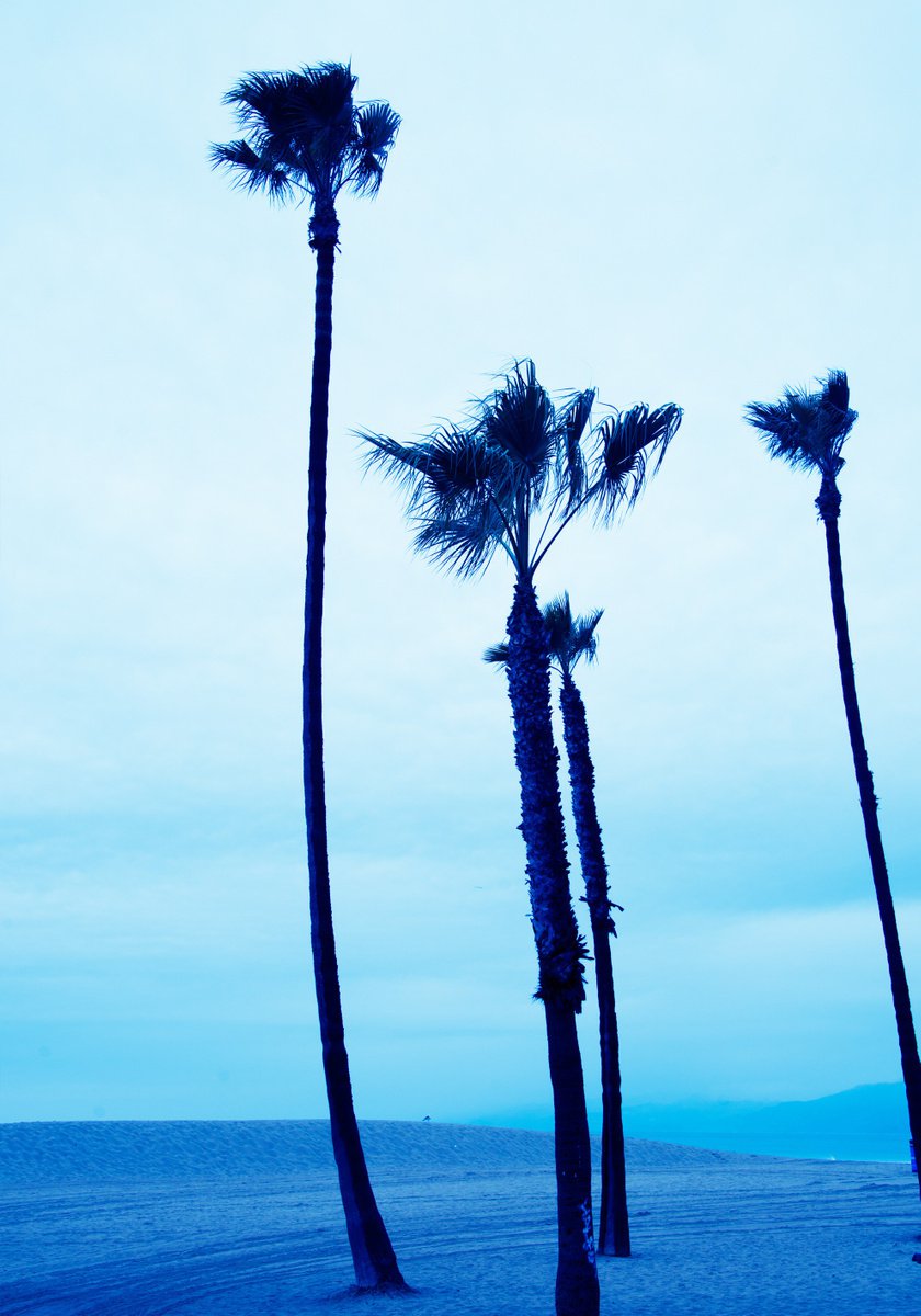 Venice Beach Blue Palmtrees II by Robert van Bolderick