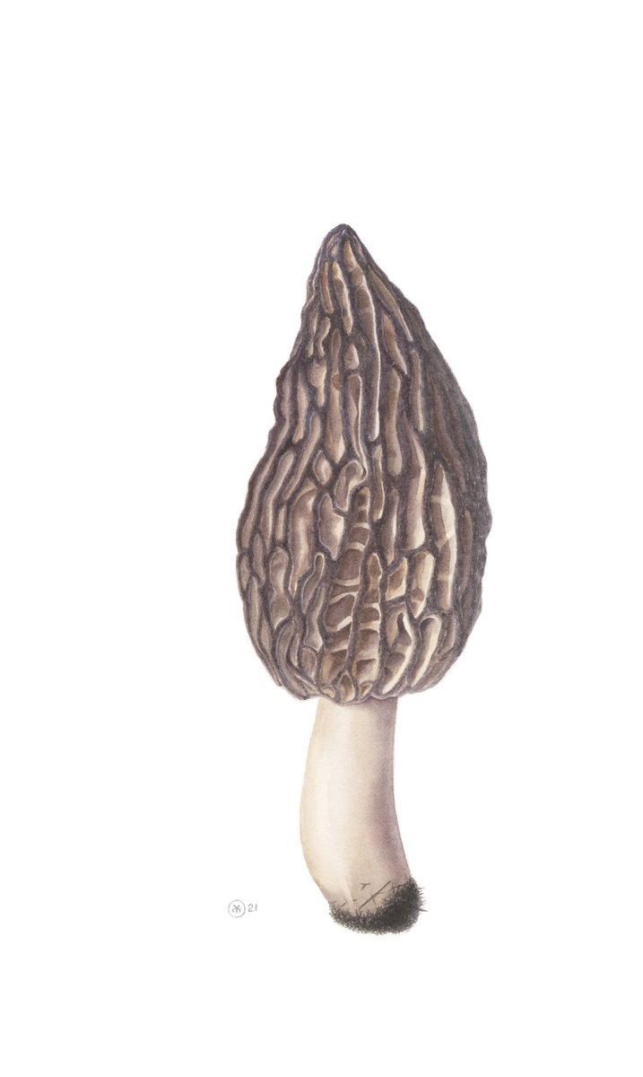 Photorealistic Botanical Watercolour By Yuliia Moiseieva, 12 X 20", Morel Mushroom, Original Artwork