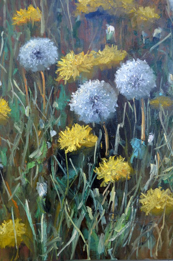 Fragment of a lawn of dandelions