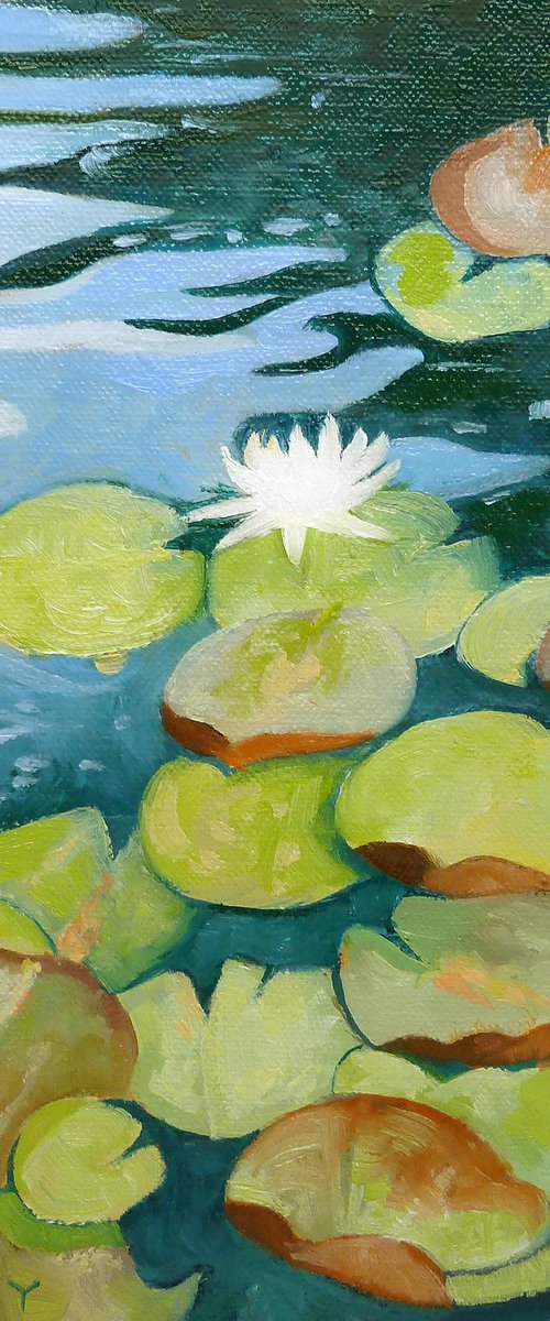 Waterlily Independence by Catherine Twomey