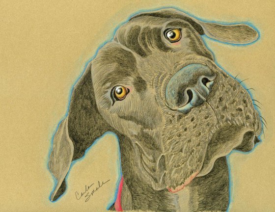 Pet Dog Great Dane Art Original Drawing-Carla Smale
