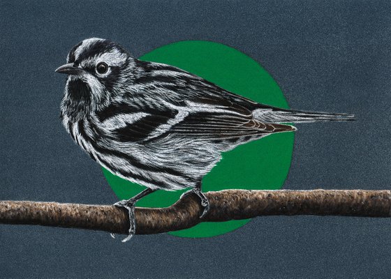 Original pastel drawing bird "Black-and-white warbler"