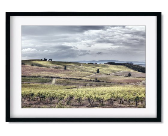 Chianti vineyards in autumn