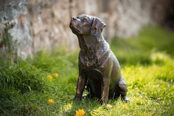 Sitting Puggle FB