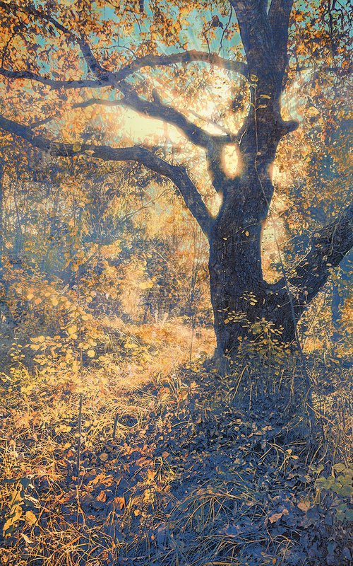 Autumn palette. In the warm light. by Valerix