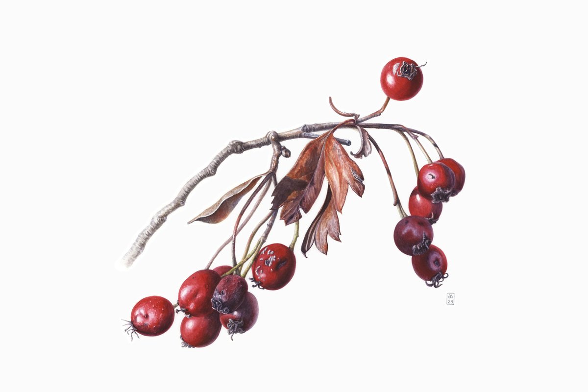 Photorealistic Botanical Watercolour By Yuliia Moiseieva, 22 X 15", Hawthorn Berries, Original Artwork