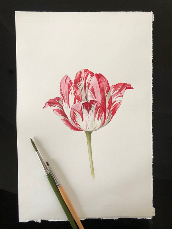 Tulip. My interpretation of a work by the German artist Jacob Marrel (1614-1681). Watercolour.