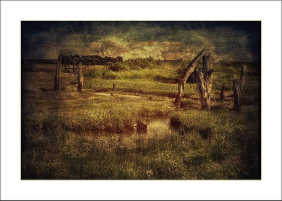 Petrified trees
