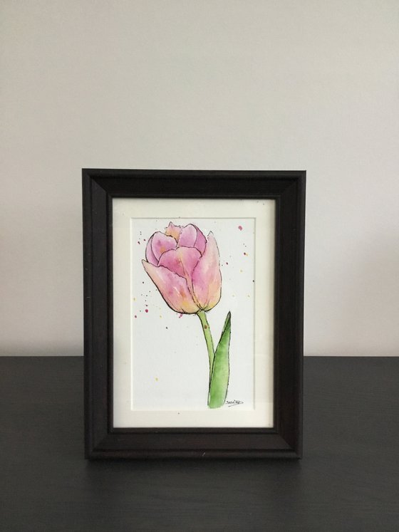 Pink tulip