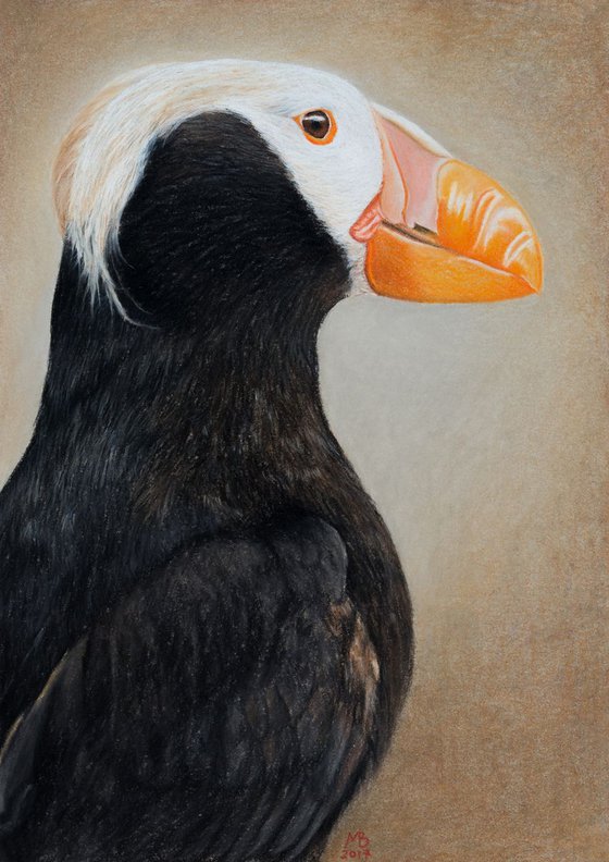 Original pastel drawing "Tufted puffin"