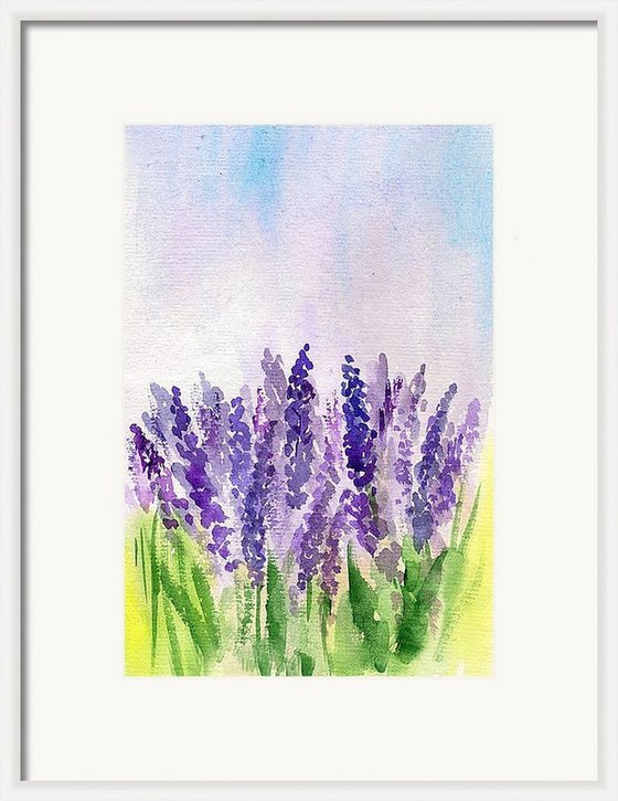 French Lavenders