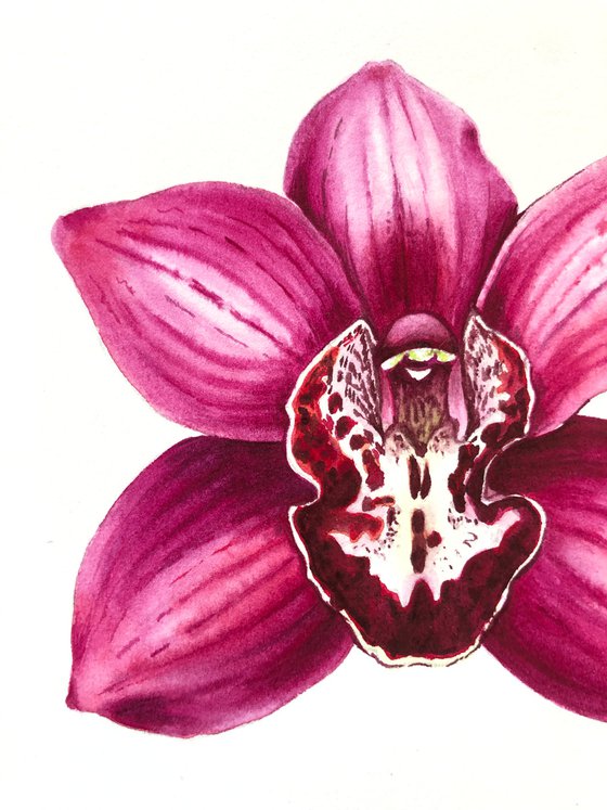 Orchid Cymbidium. A series of original watercolour artwork.