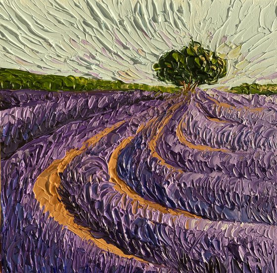 Lavender fields