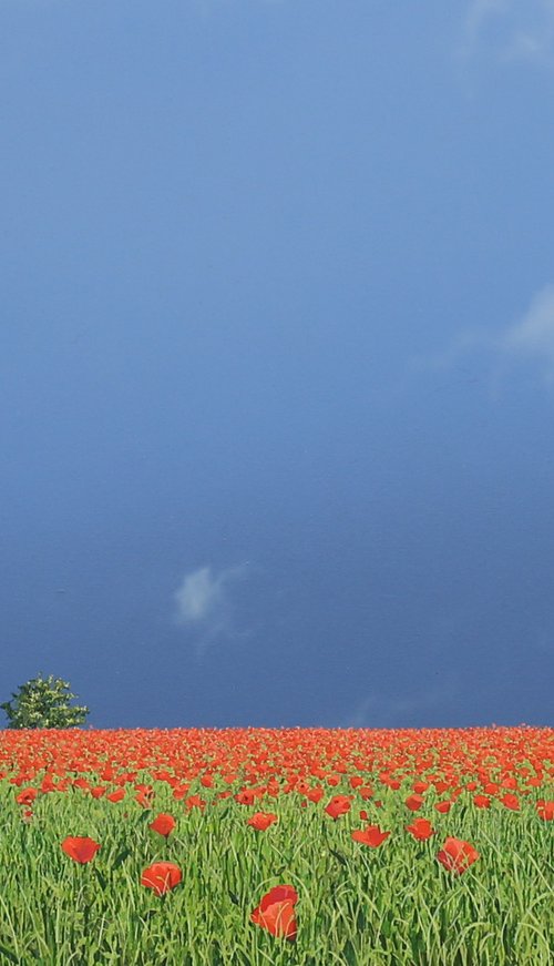 Poppy Meadow by Nigel Wood