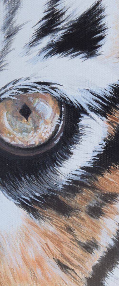 'Eye of the Tiger' by Nicola Colbran