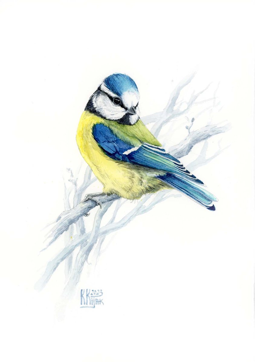 Blue tit, chickadee watercolor painting by Karolina Kijak