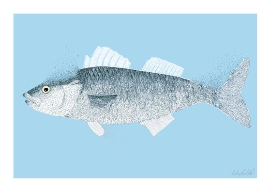 Fish - Illustration