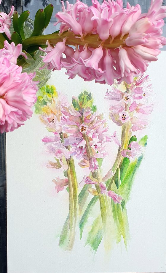 Blush in bloom original hyacinth watercolour