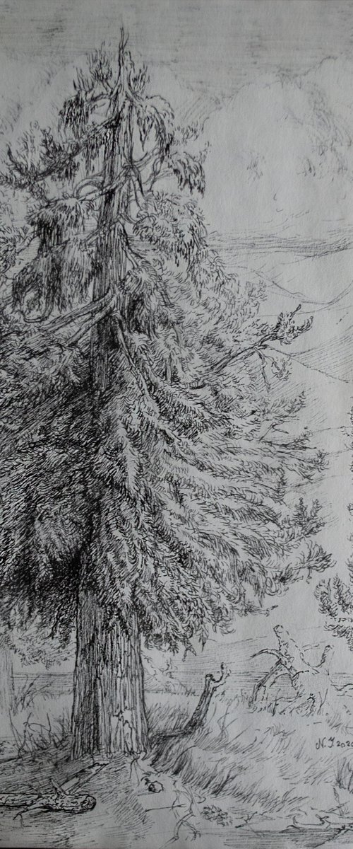 Pines II by Nikola Ivanovic