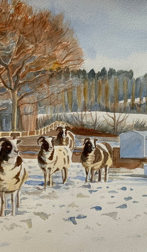 Sheep in Snowy Field by Mary Stubberfield
