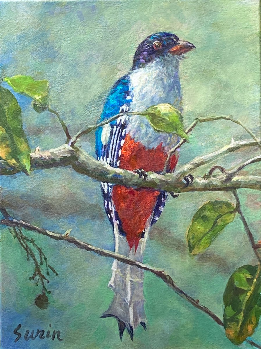 Trogon Bird, Tocororo, bird painting, bird portrait, wild bird by Surin Jung