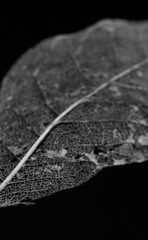 Skeleton Leaf, study I by Charles Brabin